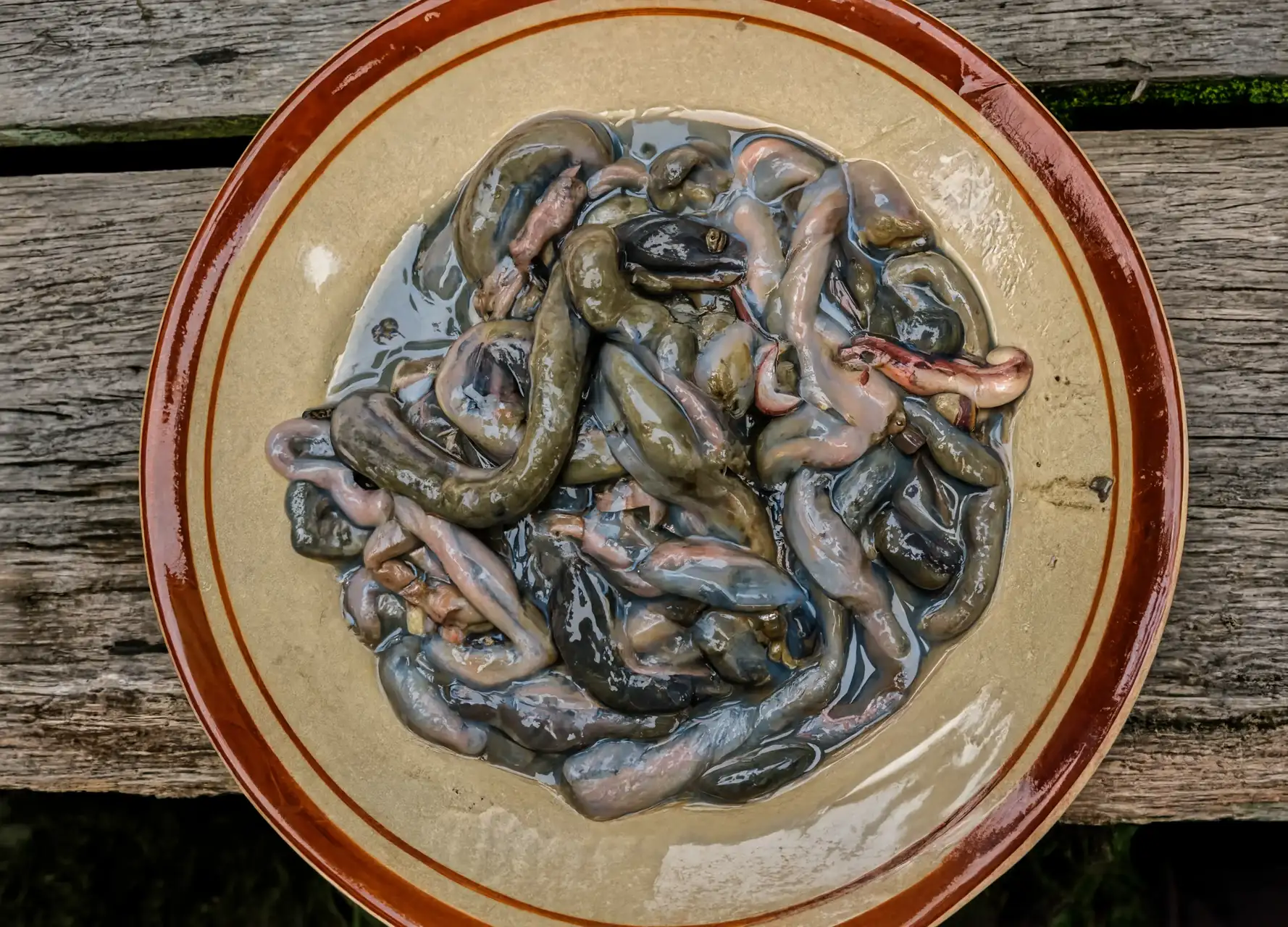 Plate of raw turu served with lime