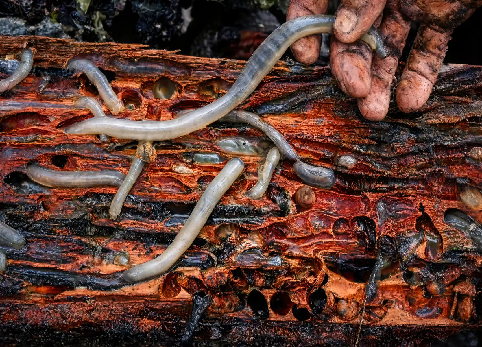 Turu: The Amazon Delicacy That Lives Inside Wood