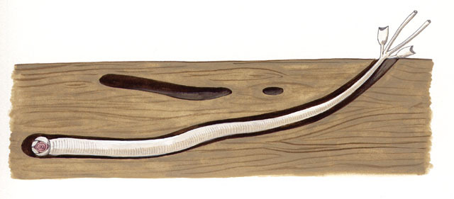 Illustration of turu, the wood-boring mangrove mollusk