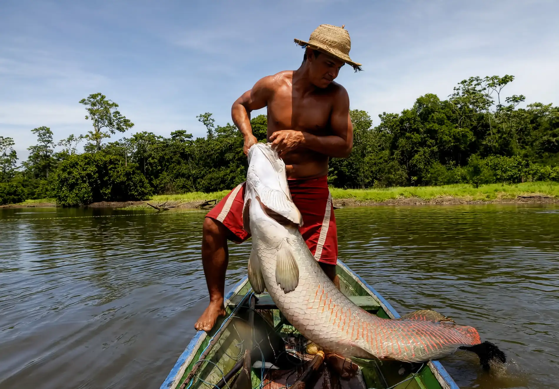 A fisher lifting a large pirarucu into a boat on the Amazon